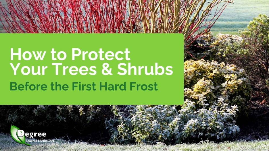 Trees and shrubs in a landscaped yard with frost-covered grass, alongside text reading “How to Protect Your Trees & Shrubs Before the First Hard Frost” and the Degree Lawn & Landscape logo